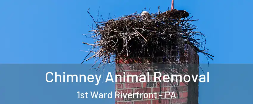 Chimney Animal Removal 1st Ward Riverfront - PA