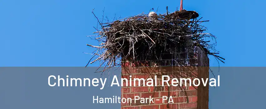 Chimney Animal Removal Hamilton Park - PA