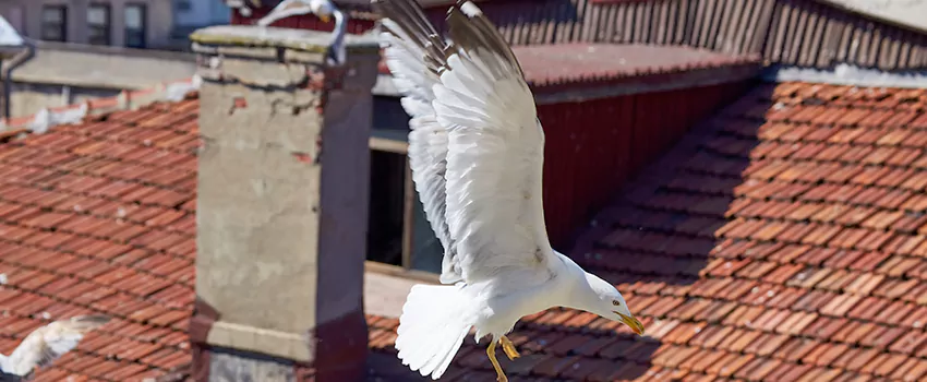Residential Chimney Animal Removal Solution in St Pauls Park, PA